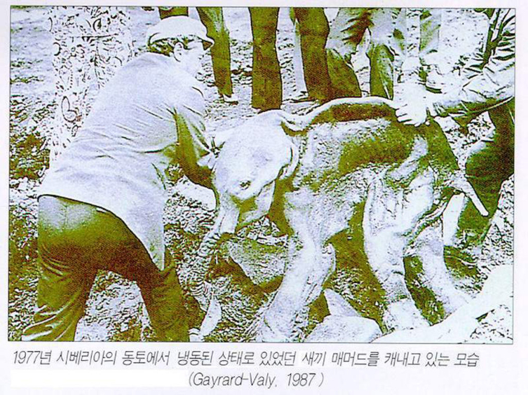 노아 이미지