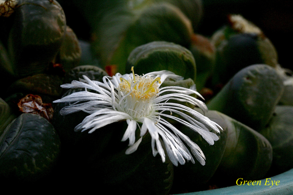  리톱스(Lithops Lesliei ssp.)-한강의 꽃