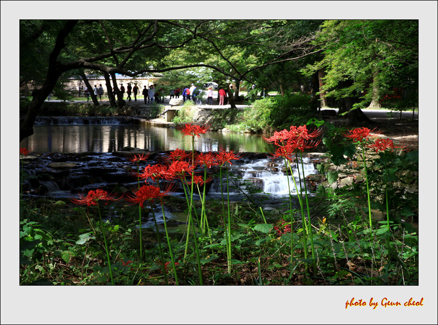선운사 꽃무릇..