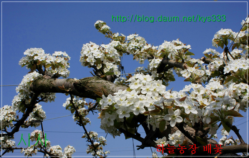 나주 하늘농장 무농약 나주배 인공수분 체험 배꽃축제를 찾아서...2012. 4월.