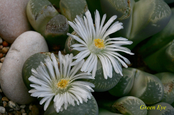  리톱스(Lithops Lesliei ssp.)-한강의 꽃