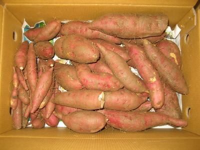 195C2C3A4EA425DC2E41FA