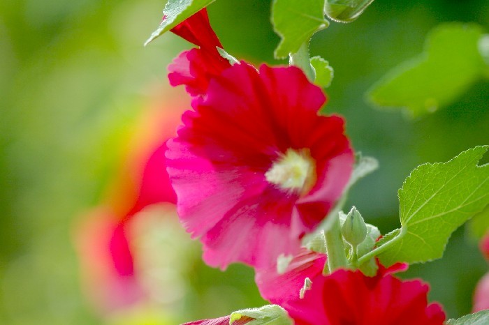 한송이 접시꽃을 피우기 위해 서쪽새는 그렇게  ~~~ ^&*