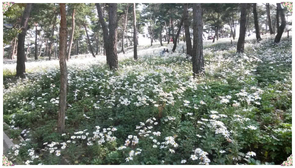 동료들과 정읍구절초 테마공원에 다녀왔습니다.