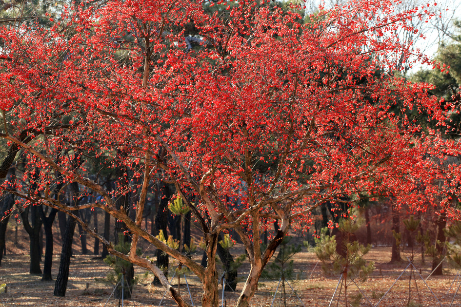 신비로운 산수유의 역광