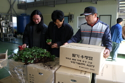 설향 이미지