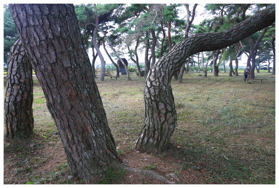 초가을에 찾아간 임한리 솔밭
