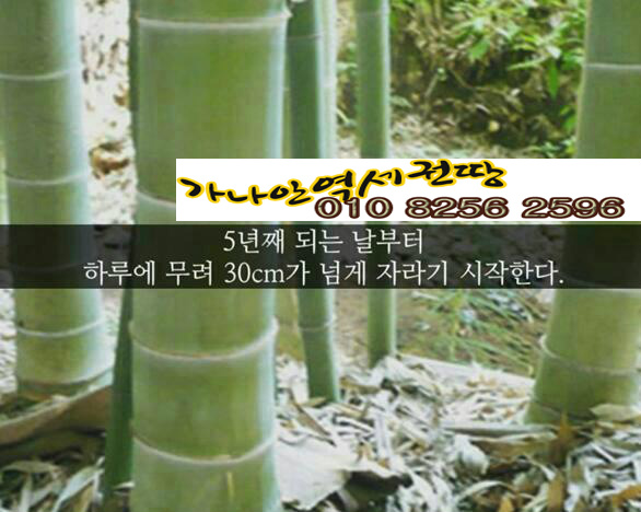 역세권 투자와  모소 대나무의 (퀀텀리프 ∞ 퀀텀점프,) 폭풍성장 이야기 