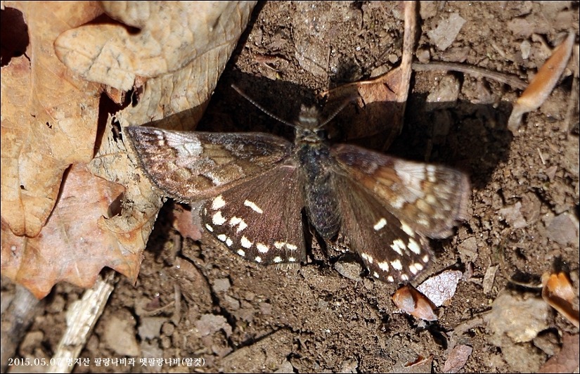 사향봉의  나비들(2015.05.07)