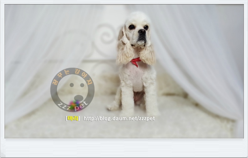 [대전애견미용] 코카스페니엘(Cocker Spaniel) 
