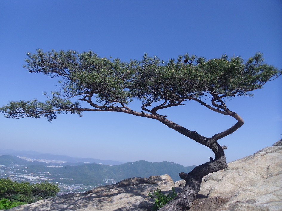 푸른소나무 이미지