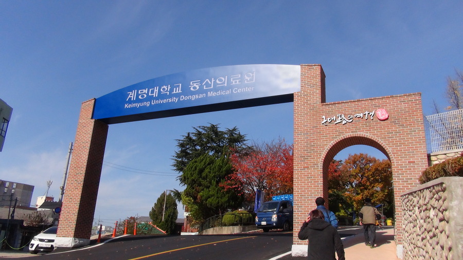 청라푸른담쟁이 이미지