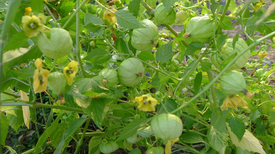 토마틸로 이미지