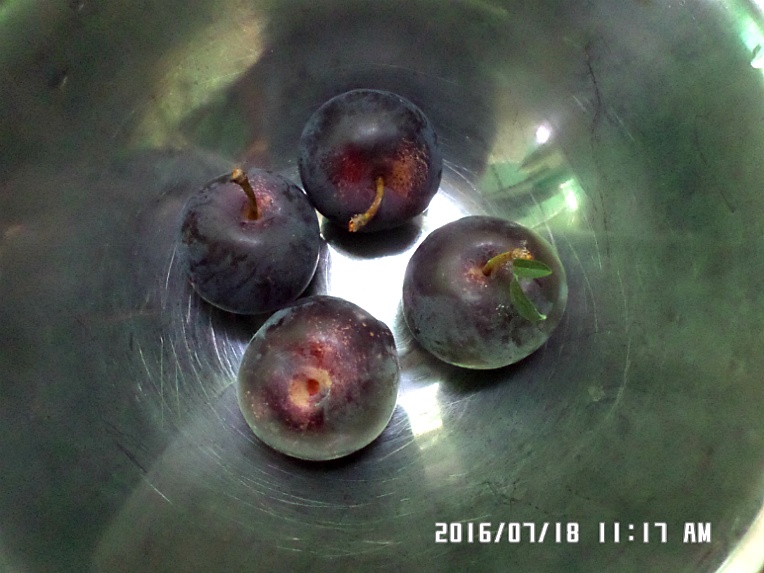 포도밭 해충방제망