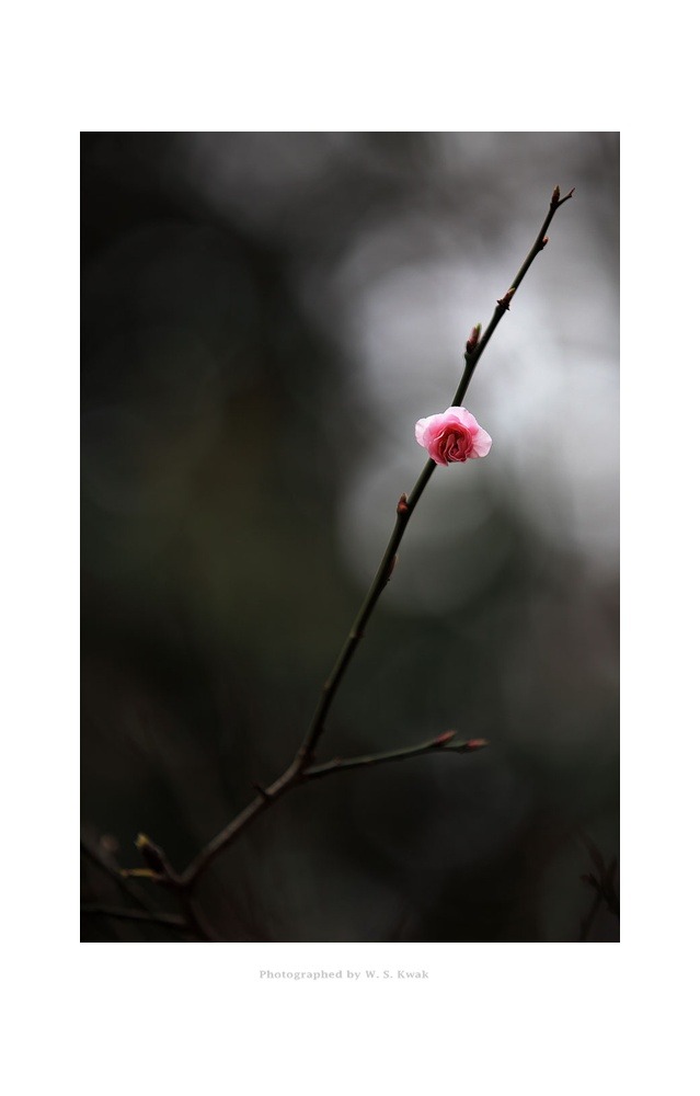 鳴玉軒梅(명옥헌매)