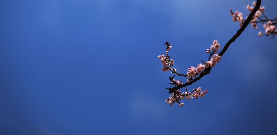 開巖紅梅(개암홍매)