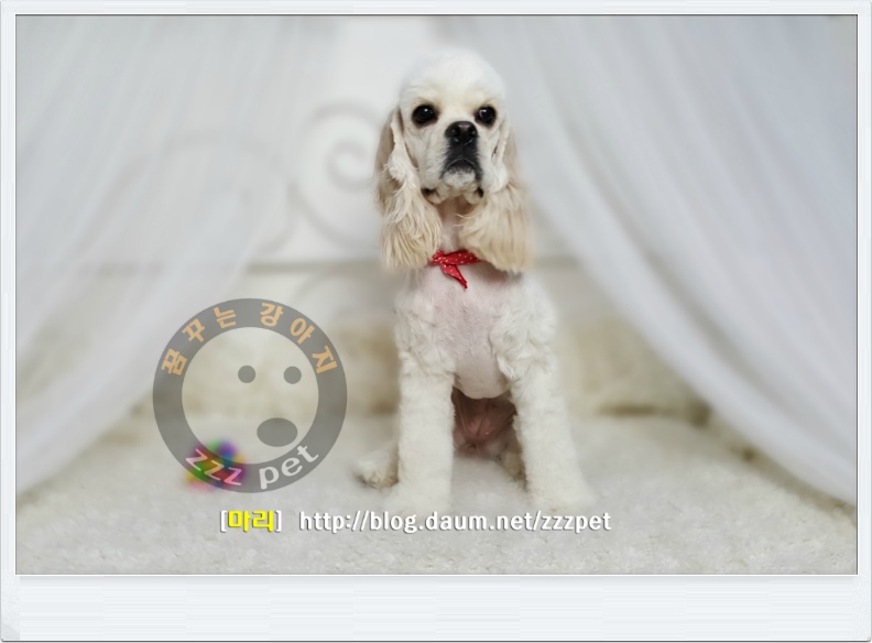 [대전애견미용] 코카스페니엘(Cocker Spaniel) 