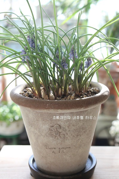 청보라정원 이미지