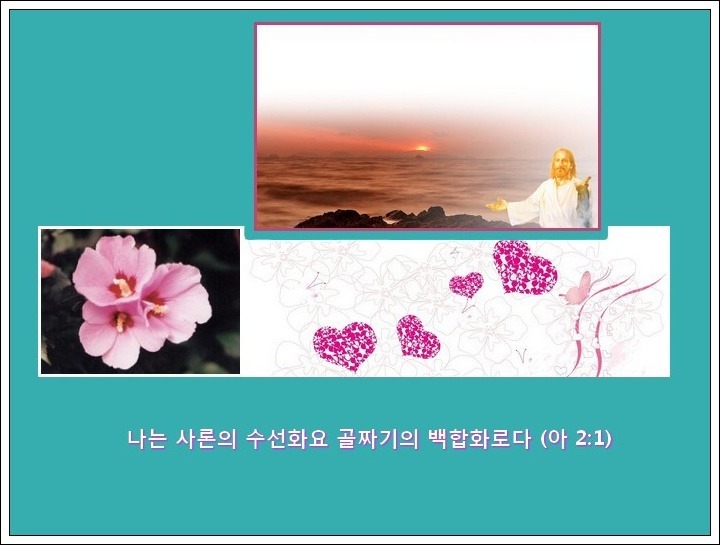 샤론의꽃 이미지