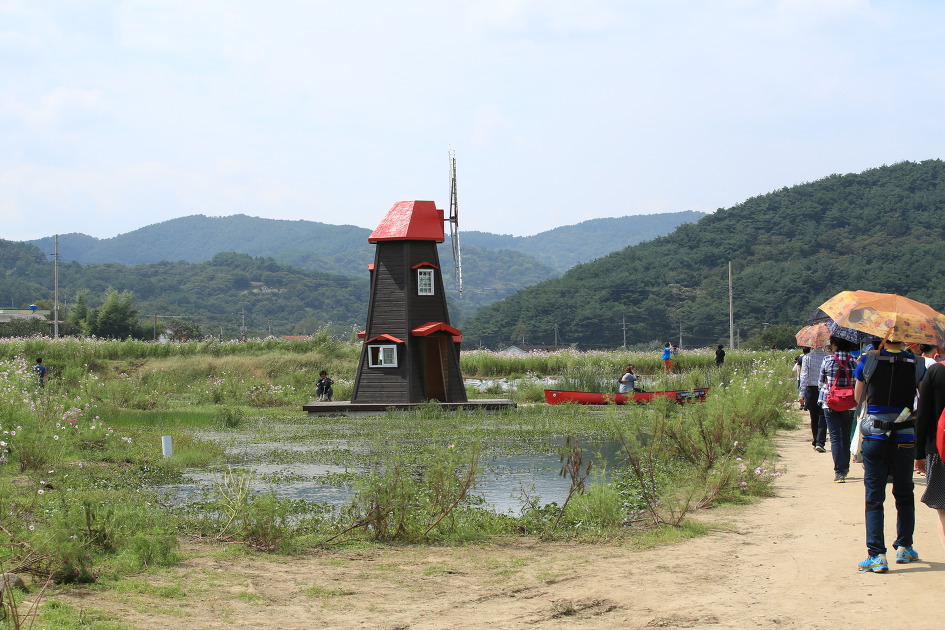 가을의 전령사 코스모스가 예쁘게 핀 하동 북천코스모스