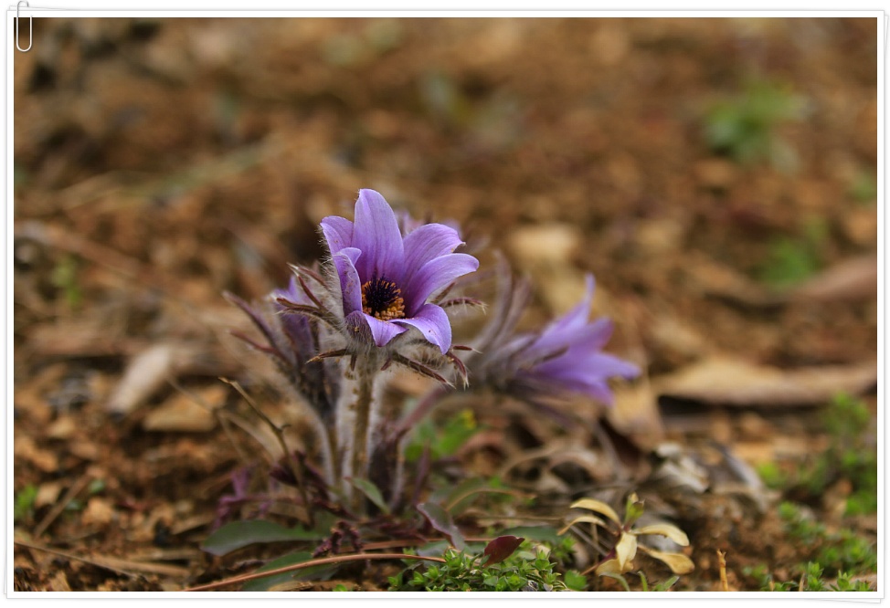 동강 할미꽃 ....  2019 . 3.23