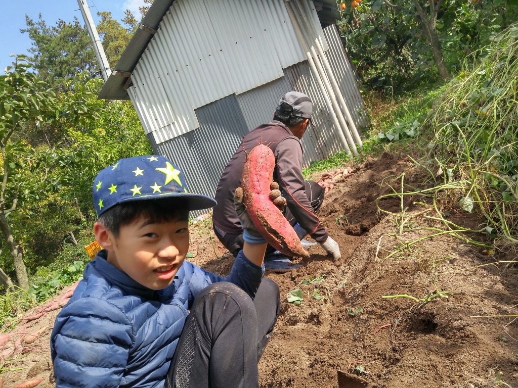 고구마 수확해요