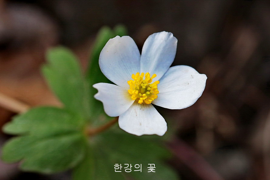 홀아비바람꽃