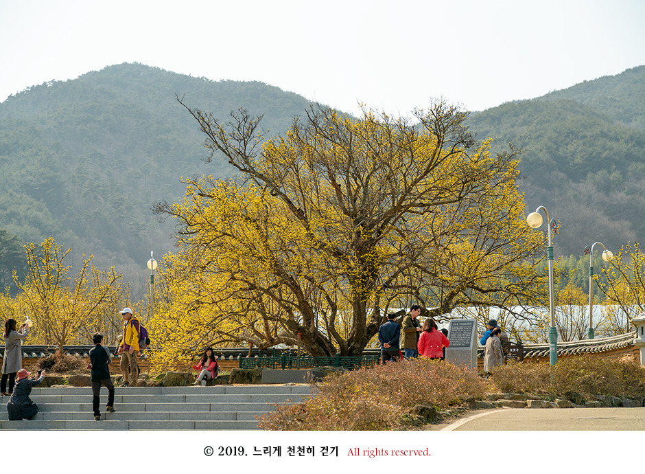 구례 현천마을의 노란 봄빛과 천년의 나무 계척마을 산수유시목지