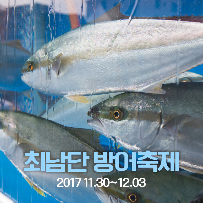 모슬포 방어축제! 제주도 최남단 축제