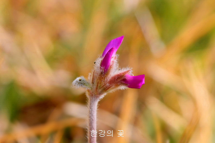 애기자운(털새동부)