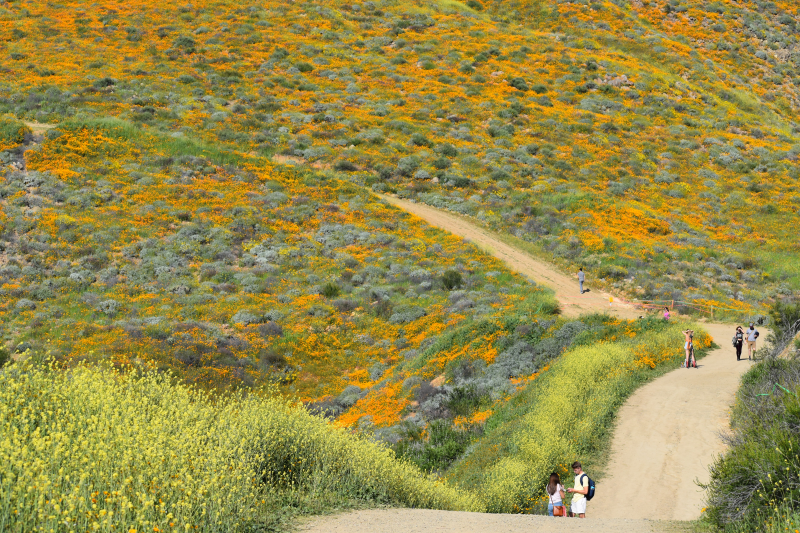 Elsinore-Walker Canyon / Poppy Fields