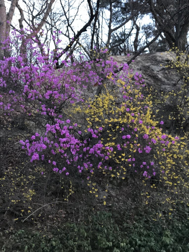 봄날 남산 나들이 산책..^&^