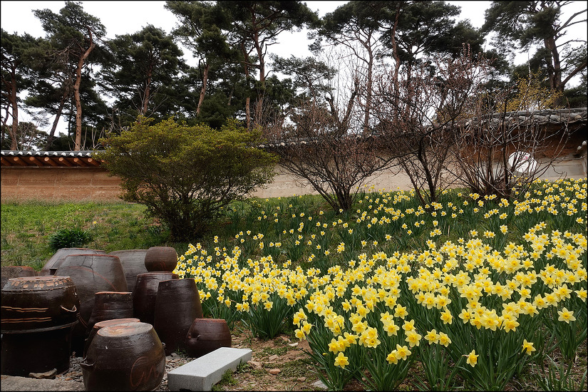 유기방가옥과 수선화