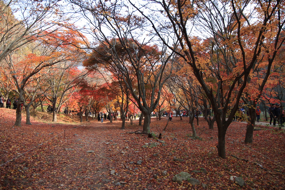 내차로,열흘간 시간여행,11일째(여수,내장산단풍)