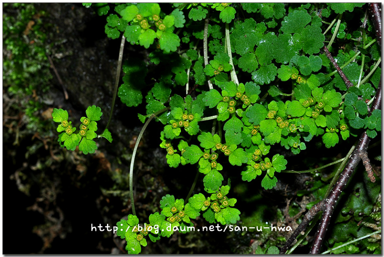 Chrysosplenium pilosum var. valdepilosum Ohwi (미기록종) 추정