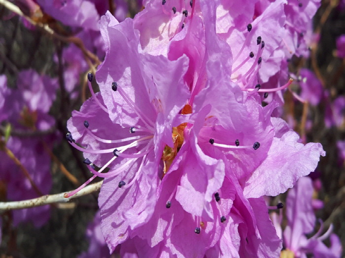 부천 원미산 진달래꽃 축제