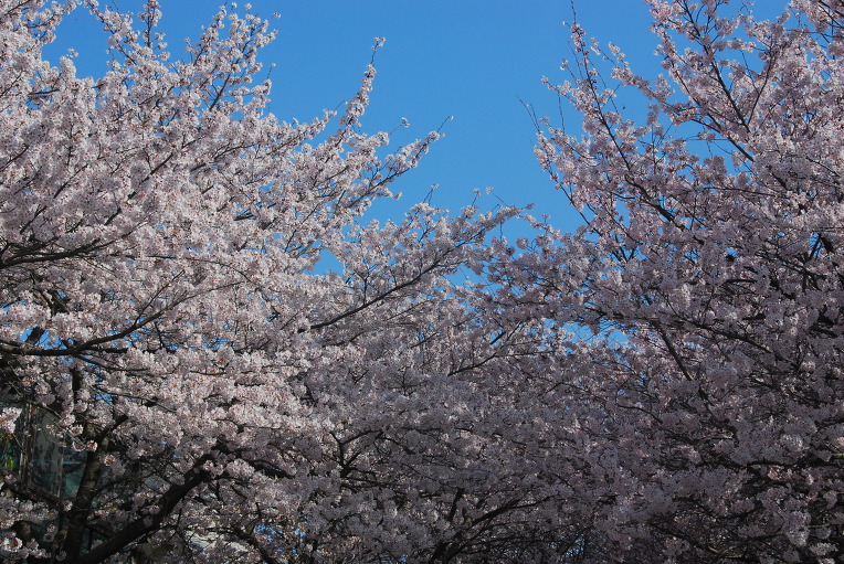 벚꽃 (모악산)