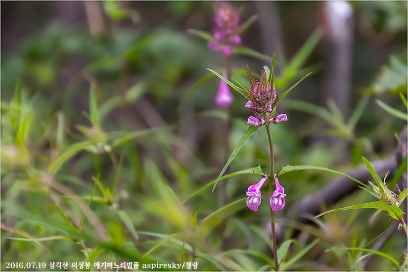 현삼과 며느리밥풀(Melampyrum : 메람피룸)속 알아보기