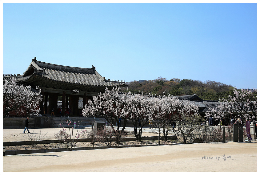 창경궁의 봄 풍경... 2019, 04, 04