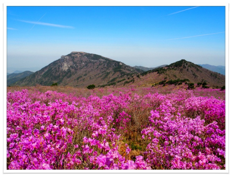 비슬산(琵瑟山) 암괴류((岩塊流) 트레킹