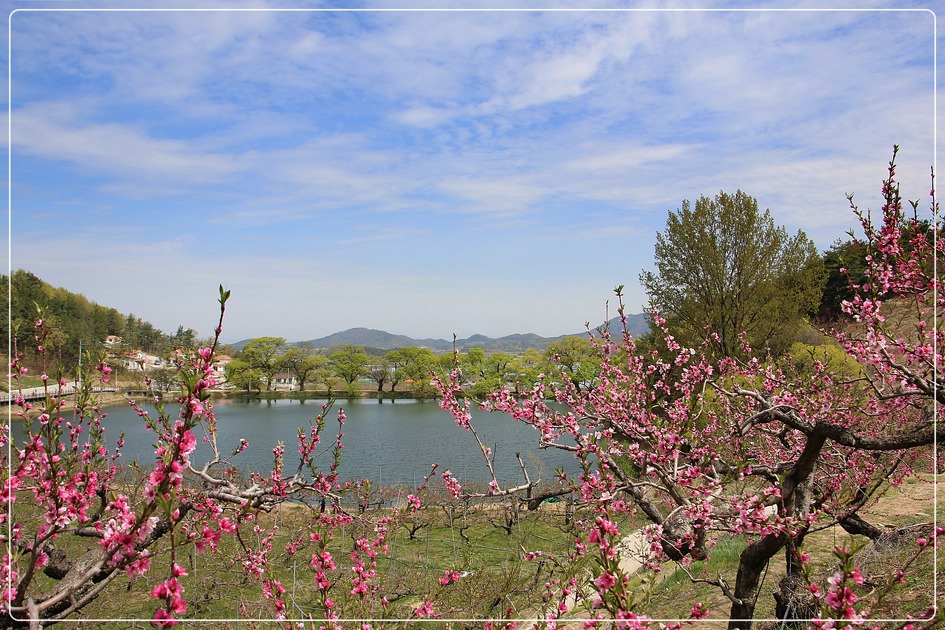 경산반곡지 복사꽃