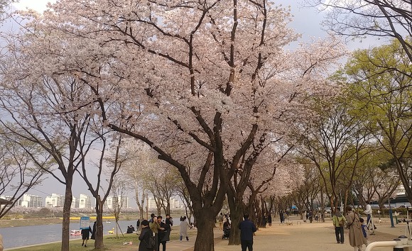벚꽃이 흐드러진 동촌 유원지...