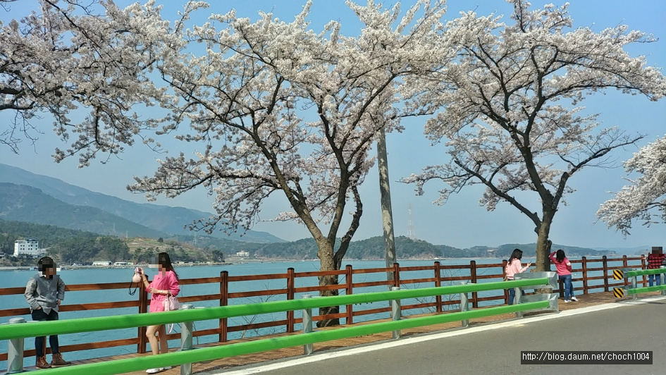 경남 남해 왕지벚꽃 길