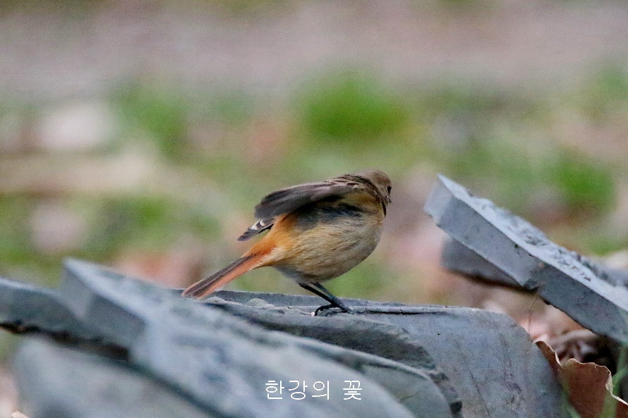 딱새(암컷)