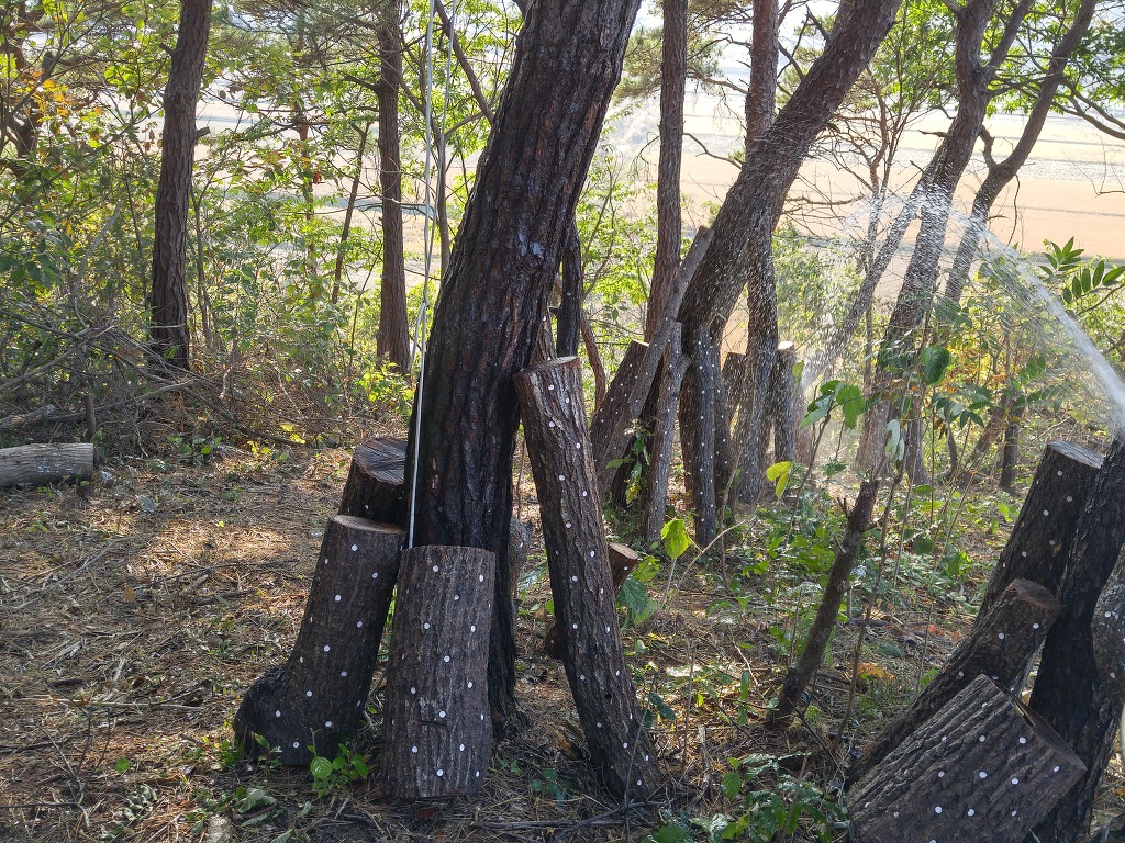 참나무는 버섯을 품었다