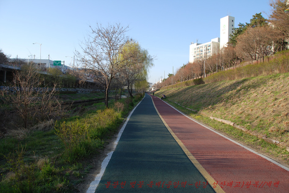 2019. 불광천 벚꽃축제(4월 5일~4월 6일까지 이틀간)