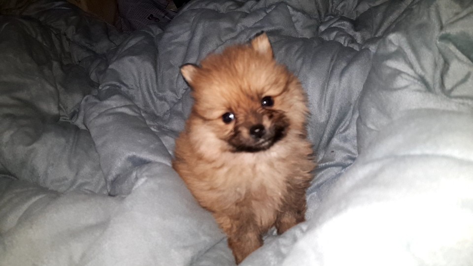 포메라니안 암수 강아지 분양합니다